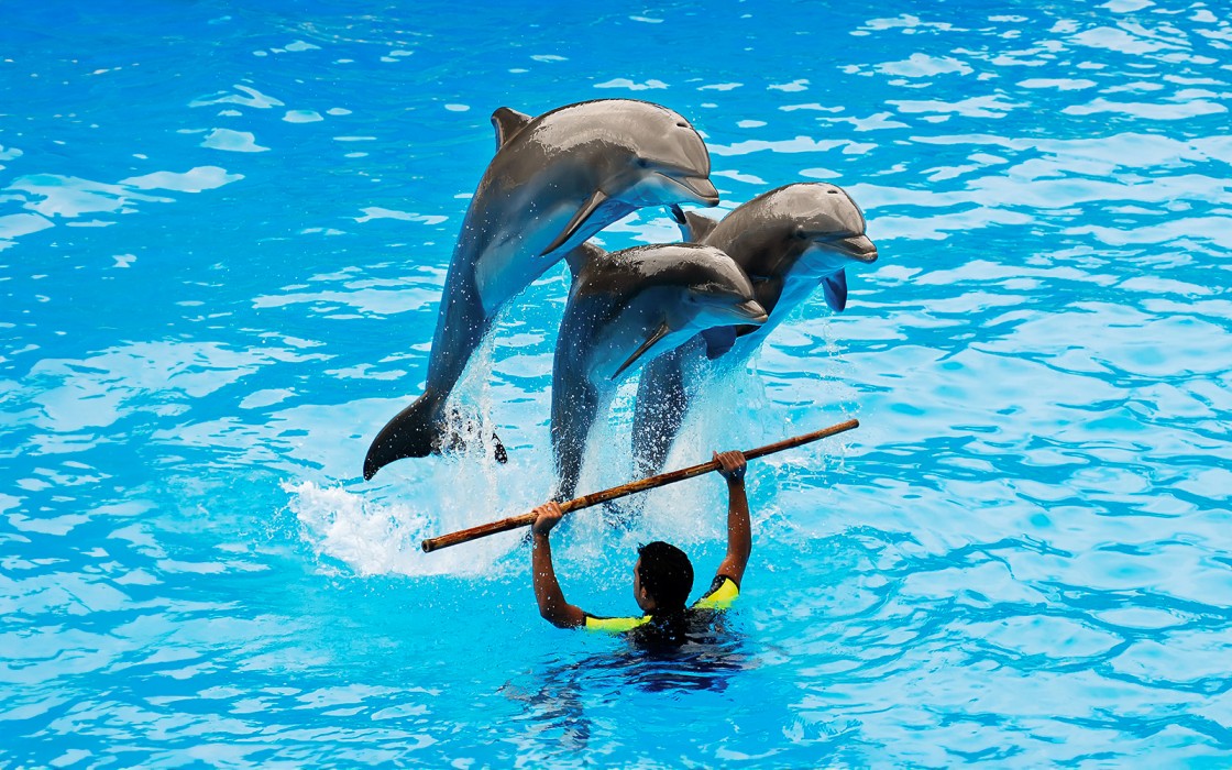 Dubai Dolphinarium Show